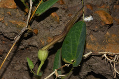 Aristolochia sessilifolia