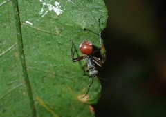 Polyrhachis bicolor