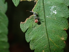 Polyrhachis bicolor