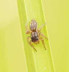 Salticidae