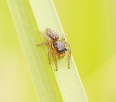 Salticidae