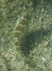 Malacoctenus macropus