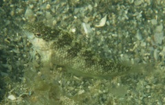 Malacoctenus macropus