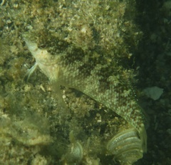 Malacoctenus macropus