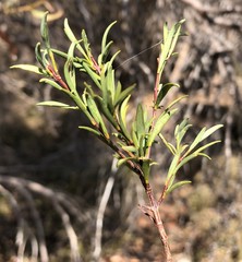 Pimelea stricta