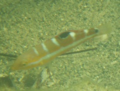 Halichoeres radiatus