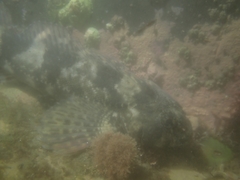 Blennodon dorsalis