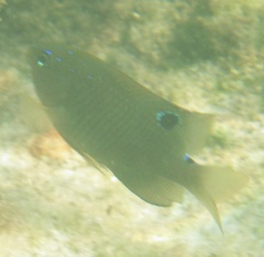 Stegastes adustus