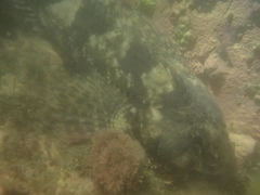 Blennodon dorsalis