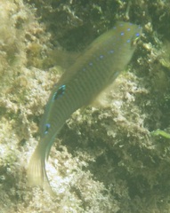 Stegastes adustus