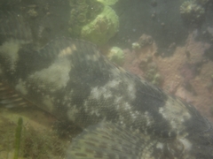 Blennodon dorsalis