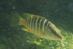 Schoolmaster Snapper photo 5