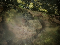 Blennodon dorsalis