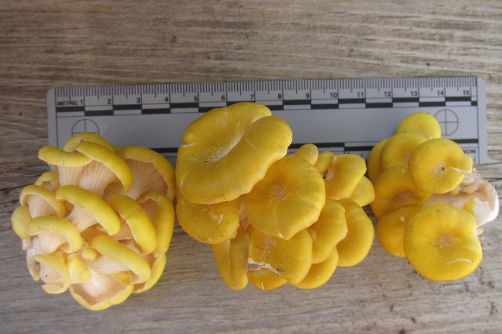 Golden Oyster Mushroom Pleurotus Citrinopileatus Inaturalist Canada