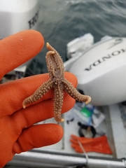 Stylasterias forreri