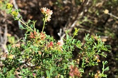 Dodonaea humilis