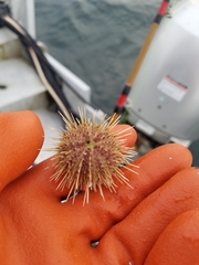 Strongylocentrotus pallidus