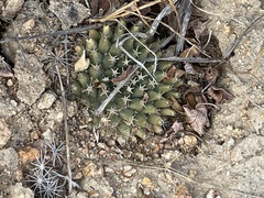 Mammillaria peninsularis