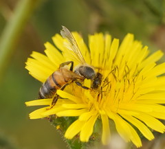 Apis mellifera