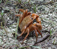 Geograpsus crinipes