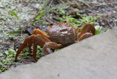 Geograpsus crinipes
