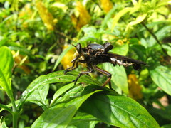 Blepharotes splendidissimus