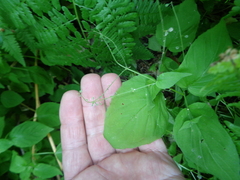 Circaea alpina pacifica