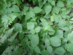Circaea alpina pacifica