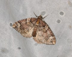 Eulithis prunata