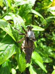 Blepharotes splendidissimus