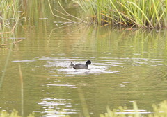 Fulica atra australis