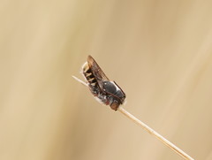 Megachile
