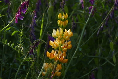 Lupinus luteolus