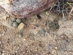 Mammillaria peninsularis