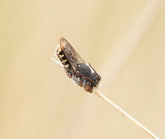 Megachile