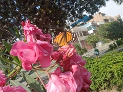 Danaus plexippus
