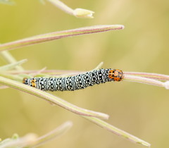 Phalaenoides tristifica