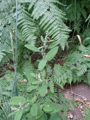 Chenopodium leptophyllum