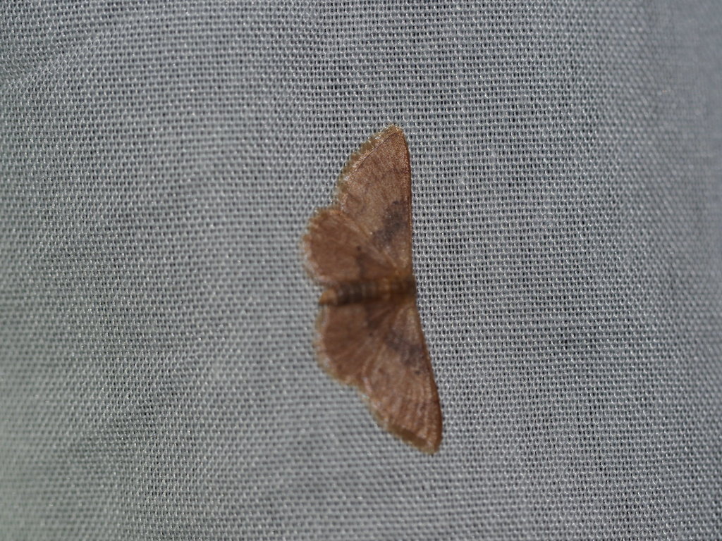 Red-bordered Wave