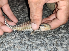 Tiliqua multifasciata