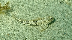 Lepidoblennius marmoratus