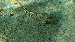 Lepidoblennius marmoratus