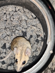 Sminthopsis macroura