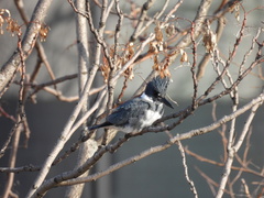 Megaceryle alcyon