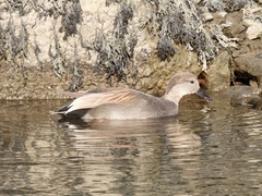 Mareca strepera