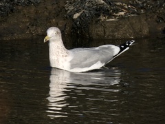 Larus argentatus