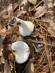 Russula perlactea