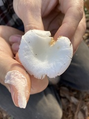 Russula perlactea