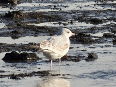 Larus delawarensis