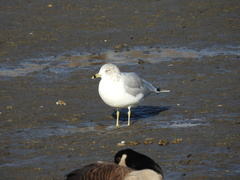 Larus delawarensis